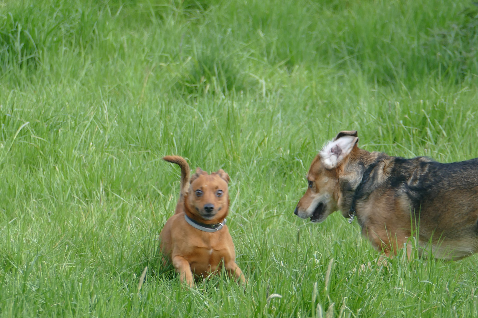 HundeAugenBlick(e)