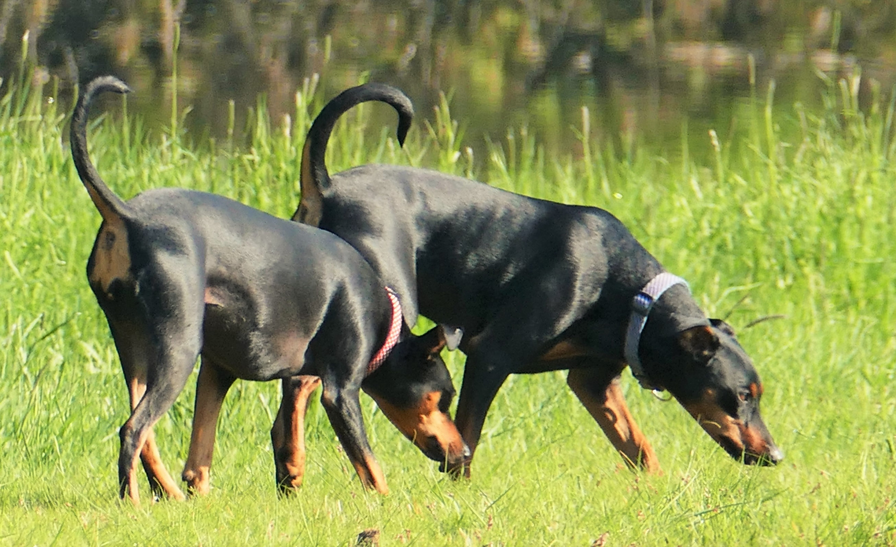 HundeAugenBlicke