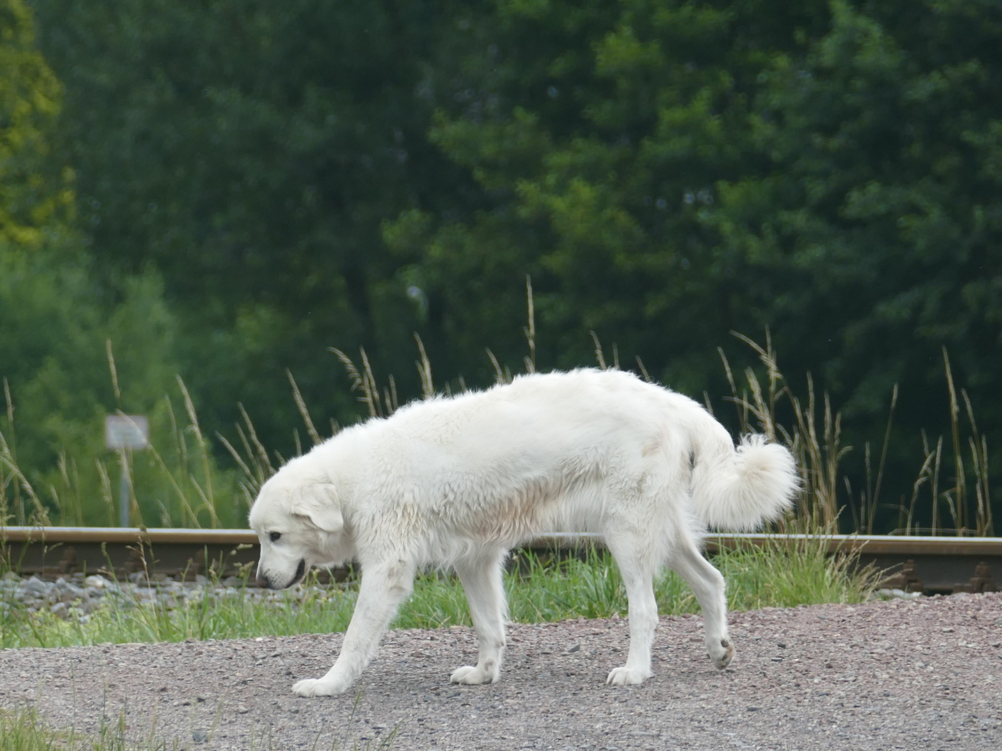 HundeAugenBlick(e)