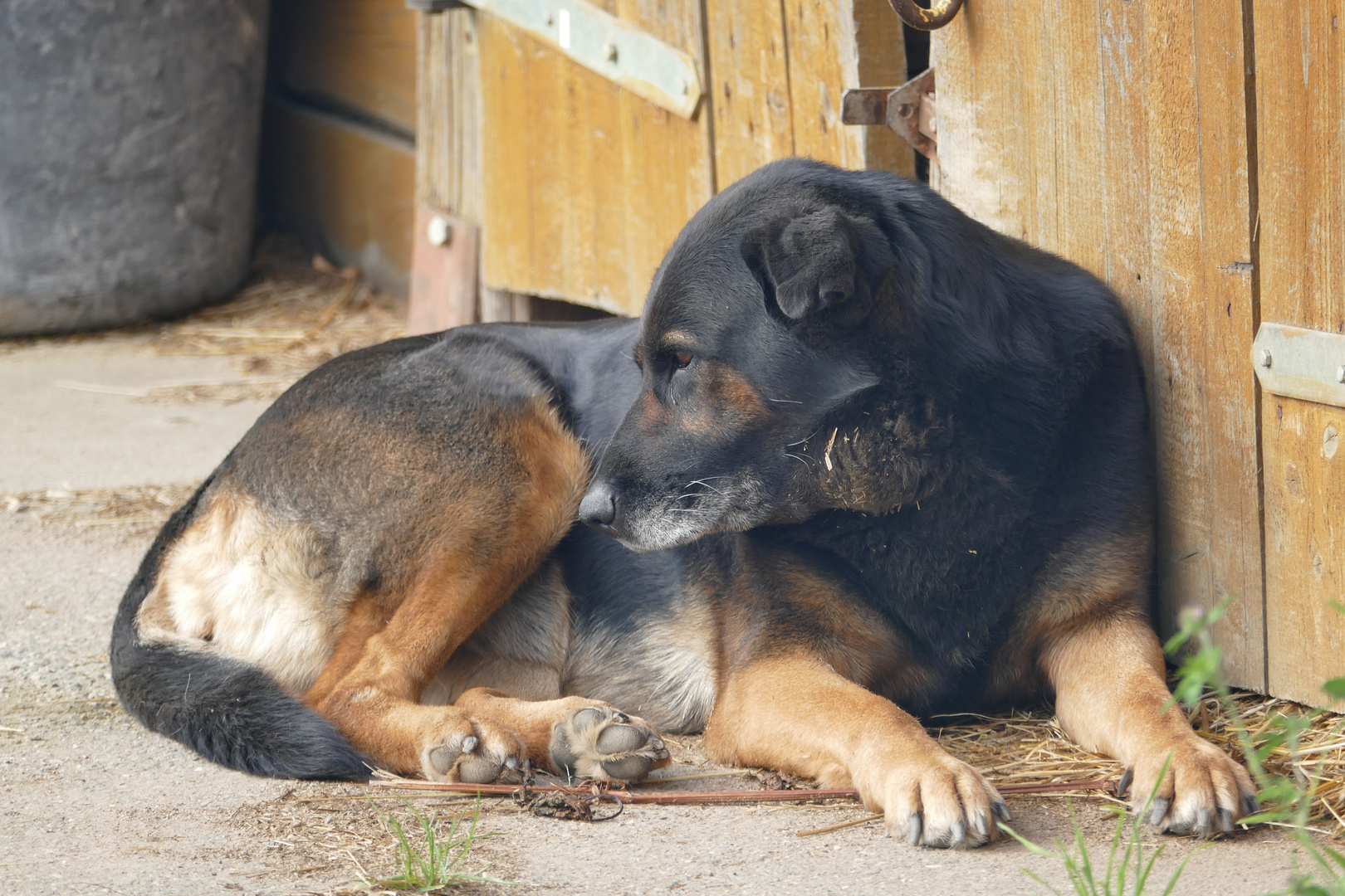 HundeAugenBlick(e)