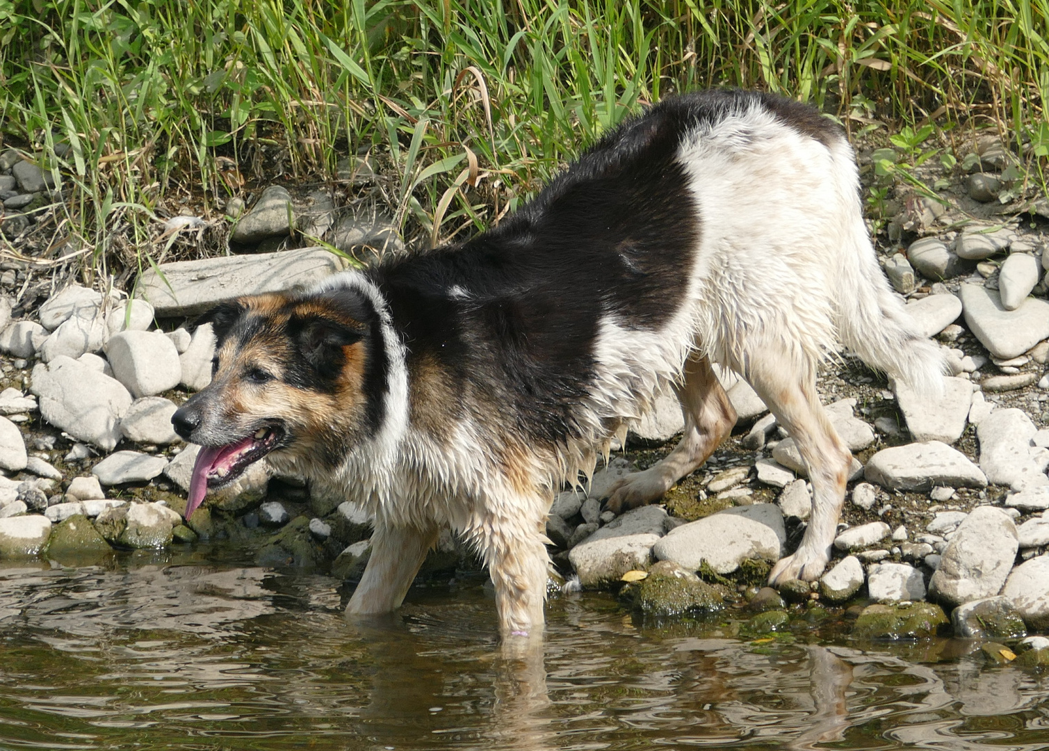 HundeAugenBlick(e)