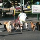 Hundeausführer in Recoleta