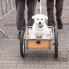 Hundeausgang im Frühling