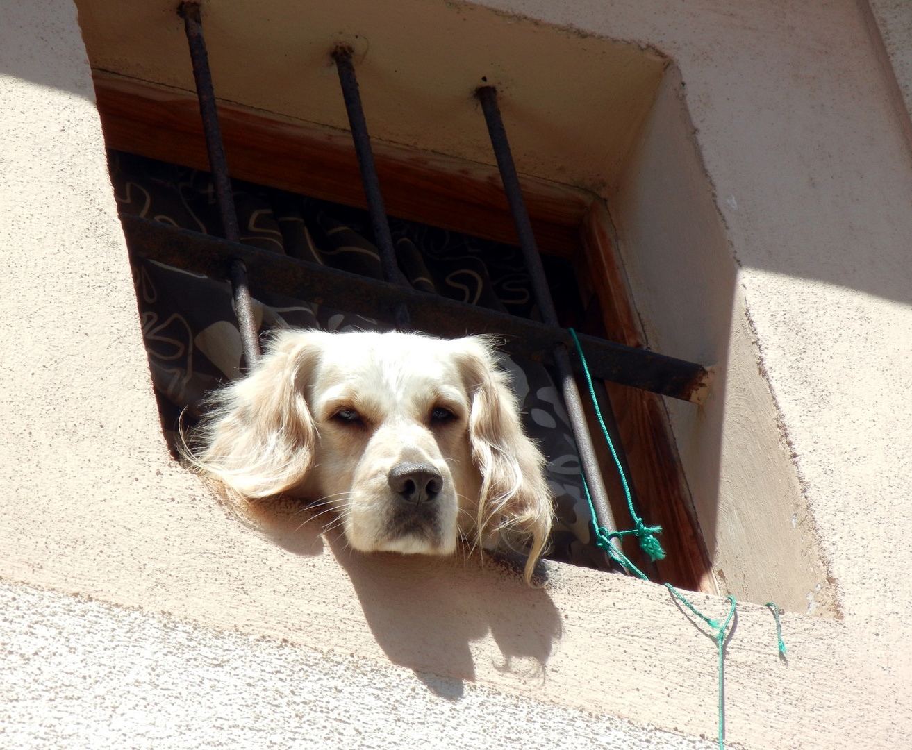 hunde(aus)schau