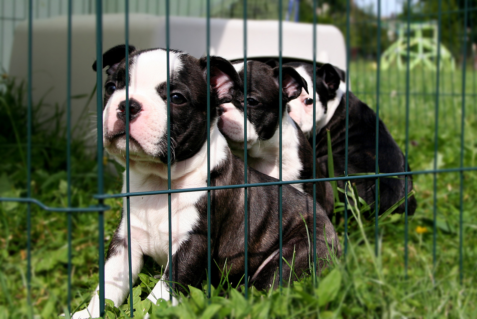 Hundebaby Foto & Bild | tiere, tierkinder, natur Bilder auf fotocommunity