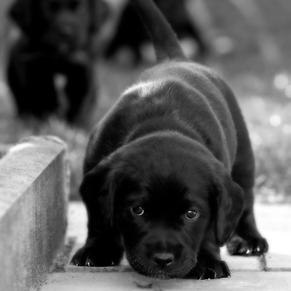 Hundebaby Foto & Bild | tiere, haustiere, hunde Bilder auf fotocommunity