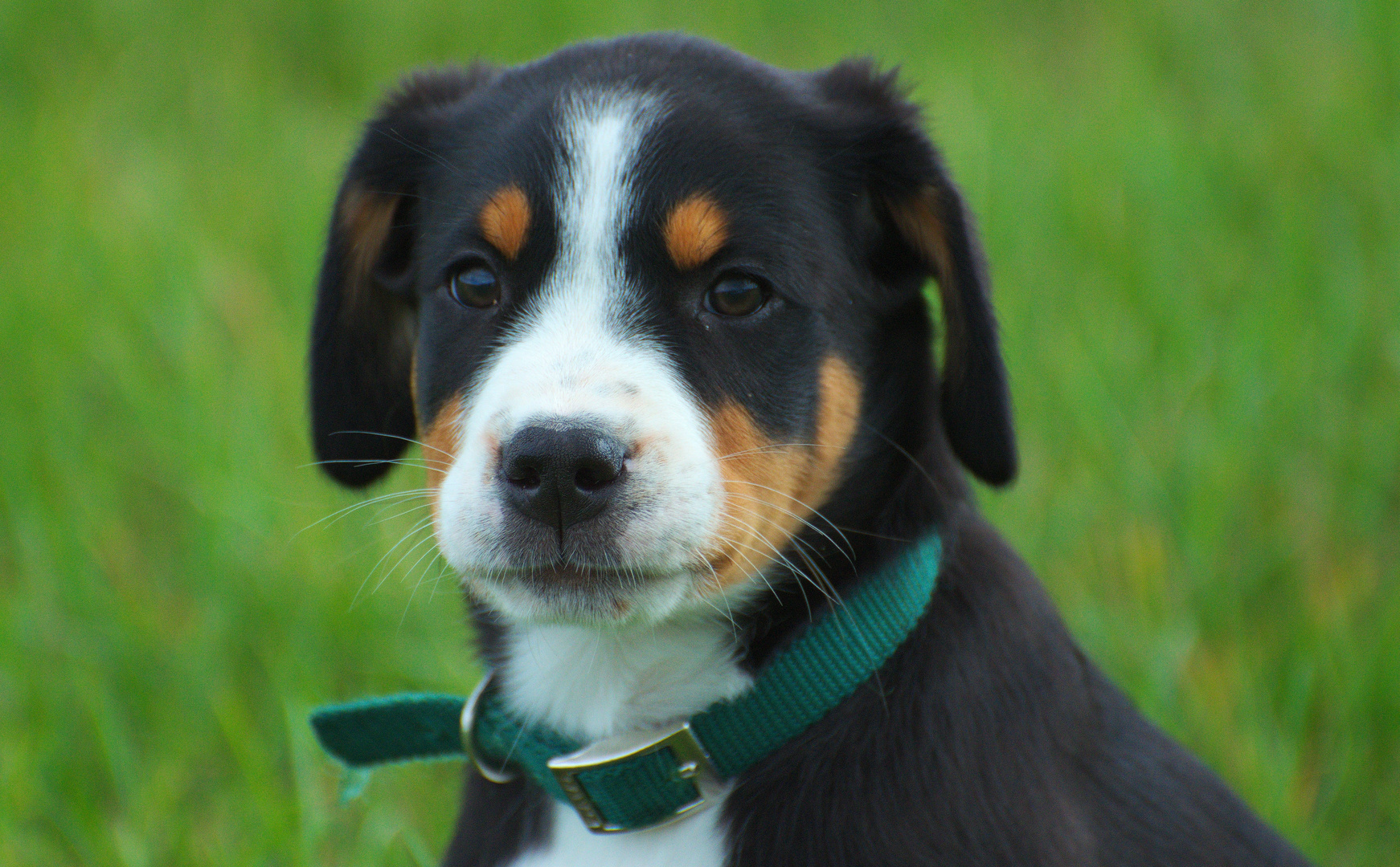 Hundebaby Foto Bild Tiere Tierkinder Hund Bilder Auf Fotocommunity
