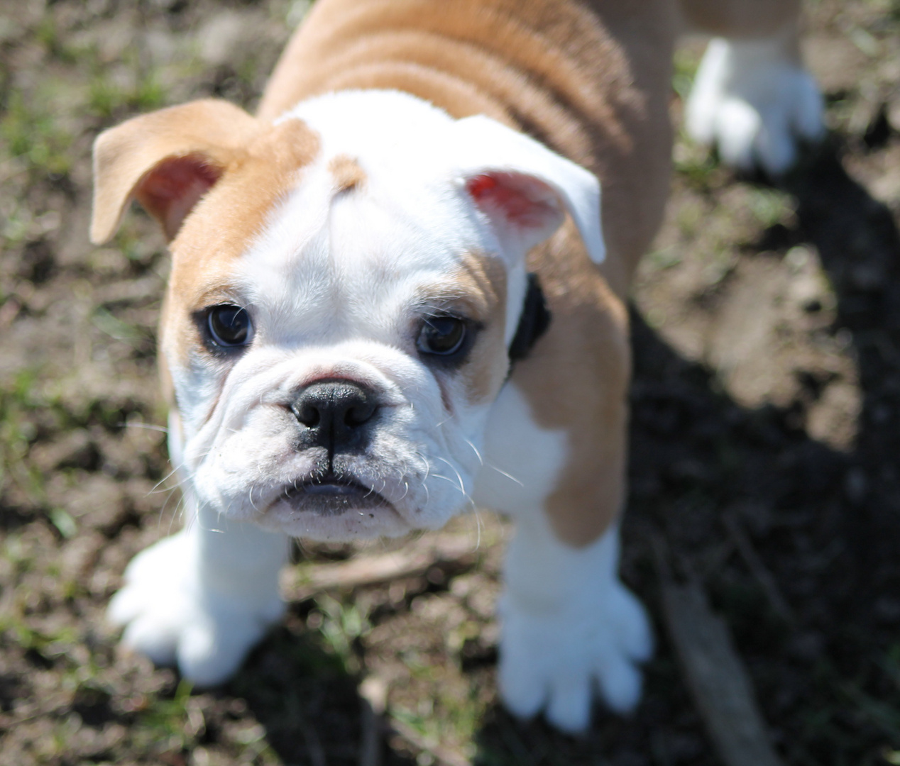 Hundebaby Foto & Bild | tiere, haustiere, hunde Bilder auf fotocommunity