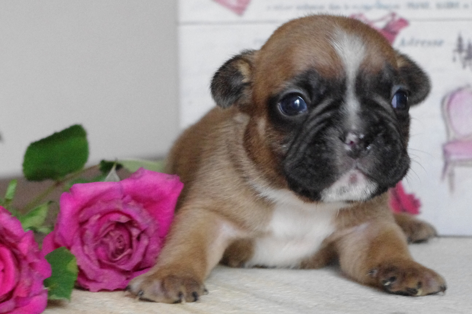 Hundebaby Foto & Bild | karten und kalender, geburtstagskarten, spezial