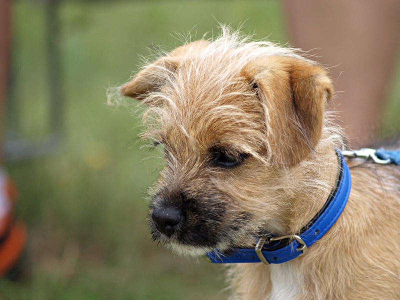 Hundebaby in Westerland Foto & Bild | tiere, haustiere, hunde Bilder