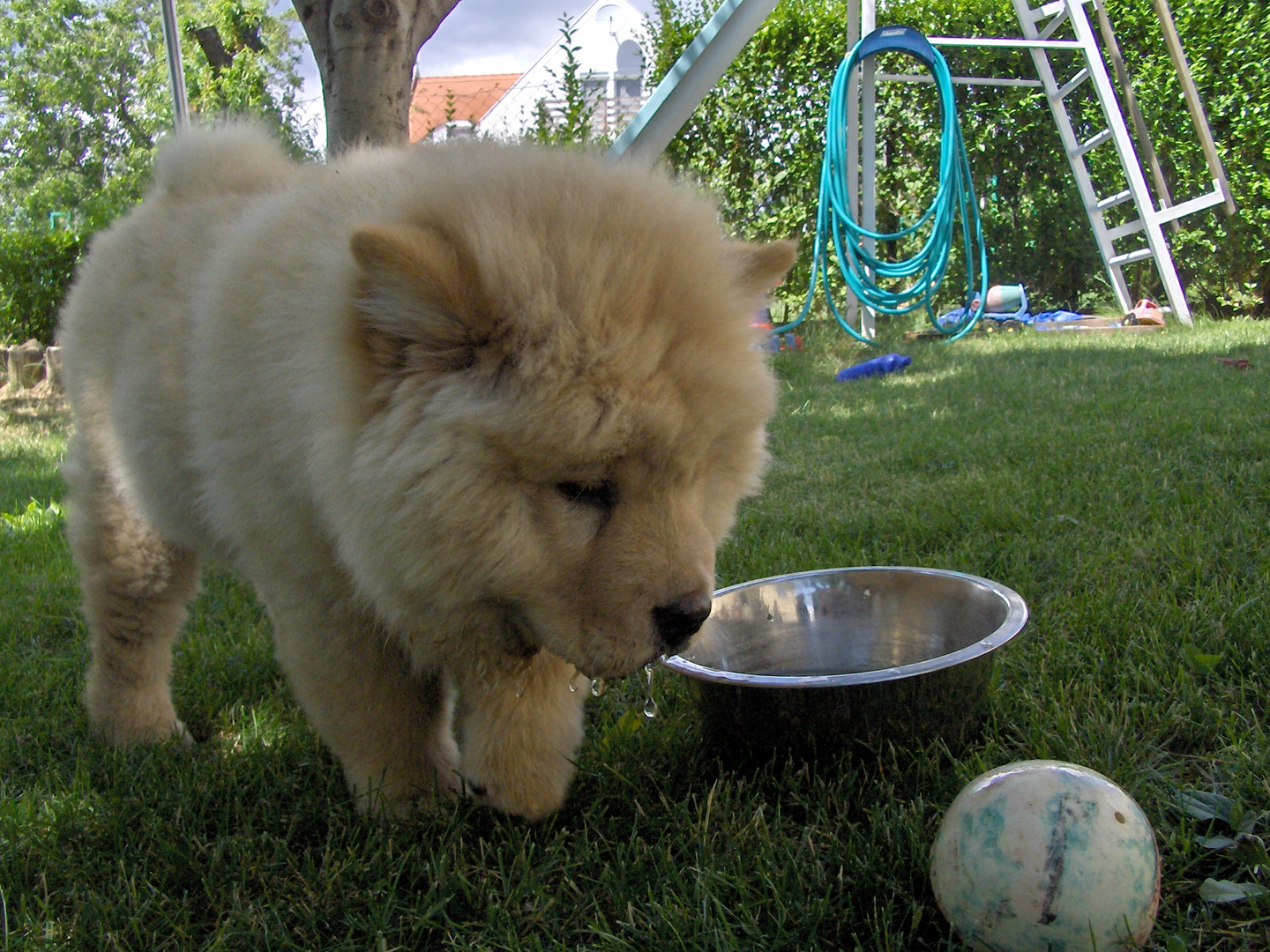 Hundebaby - Nico als Welpe mit ca. 3 Monaten