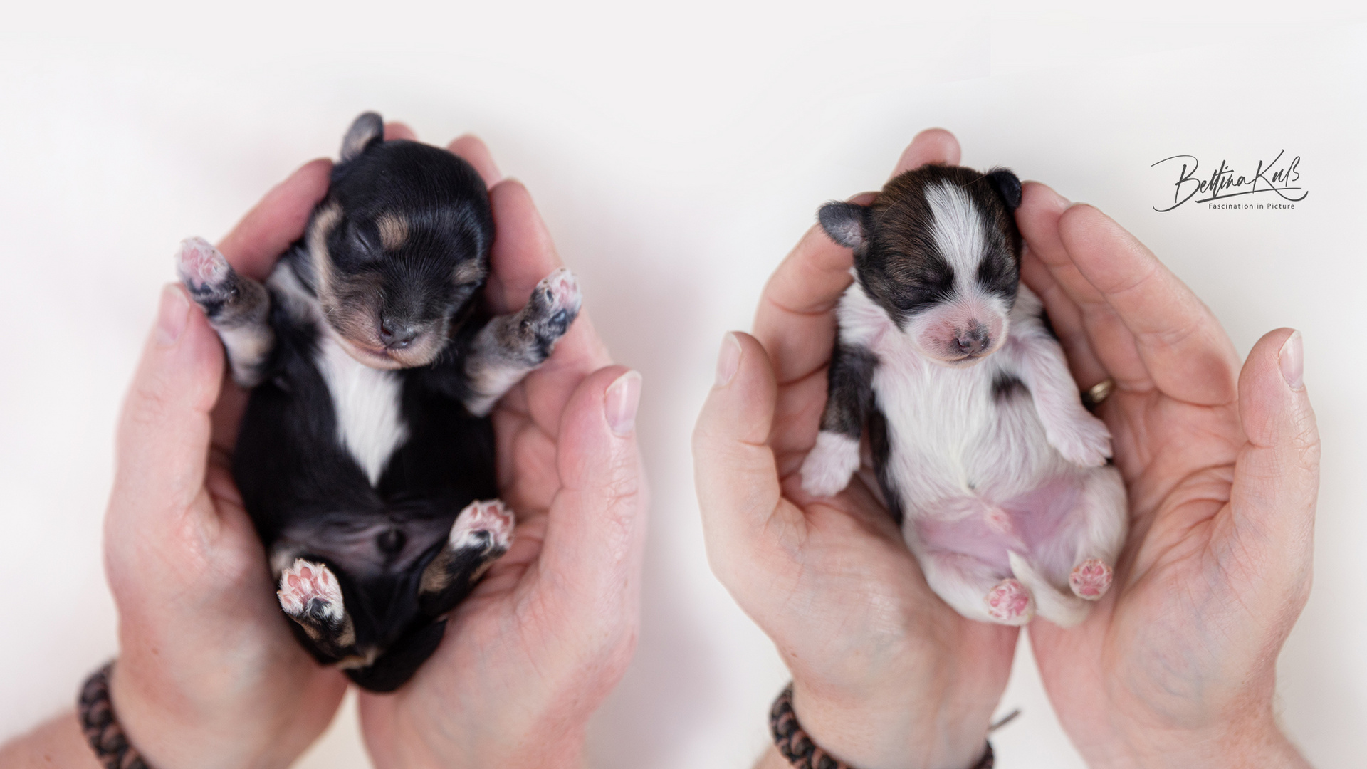 Hundebabys Foto Bild Tiere Haustiere Hunde Bilder Auf Fotocommunity