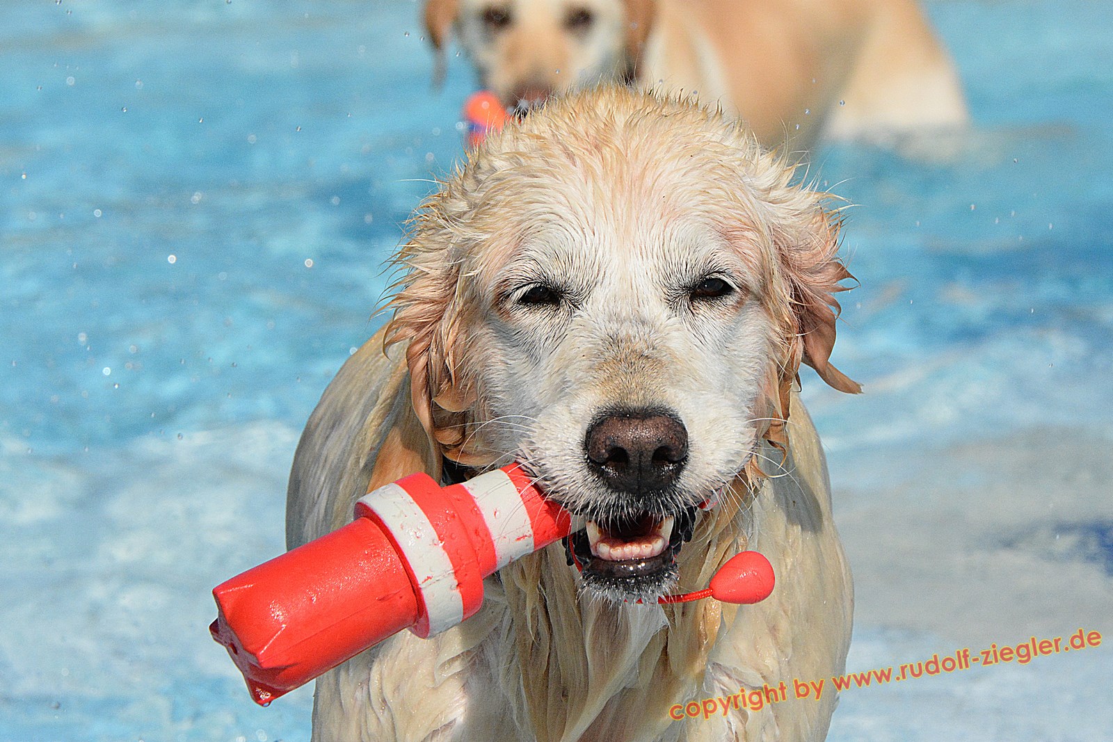 Hundebadetag im Kreuzsteinbad 2016