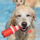 Hundebadetag im Kreuzsteinbad 2016