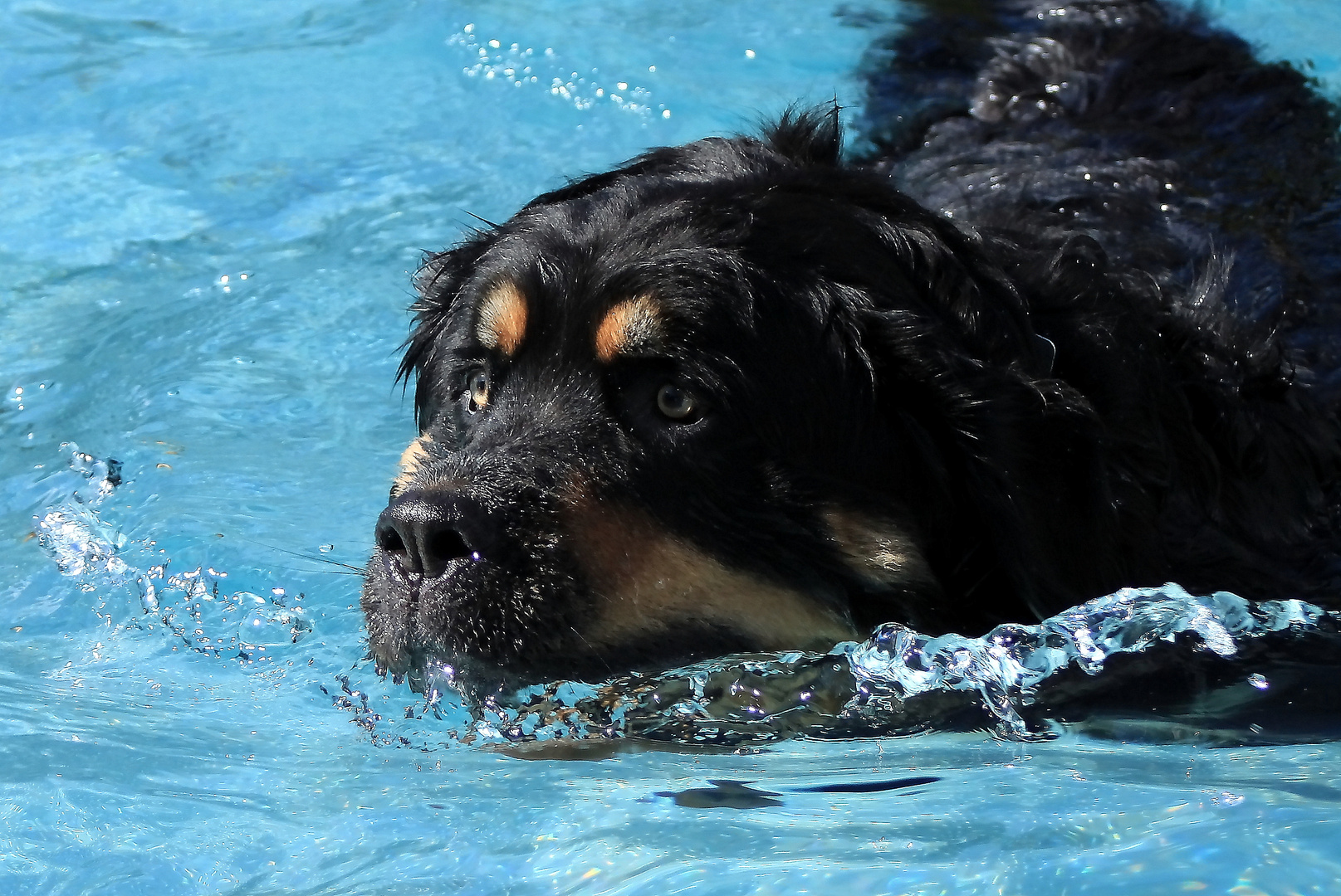 Hundebadetag Teil 2