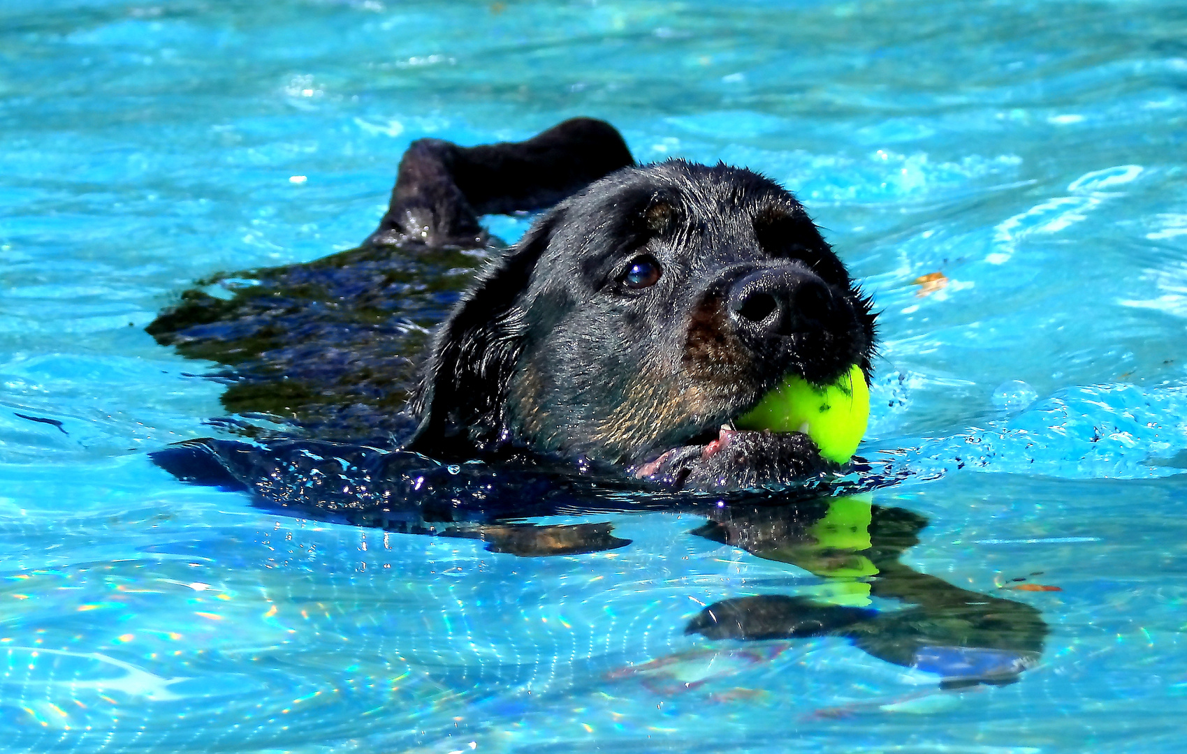 Hundebadetag Teil 4