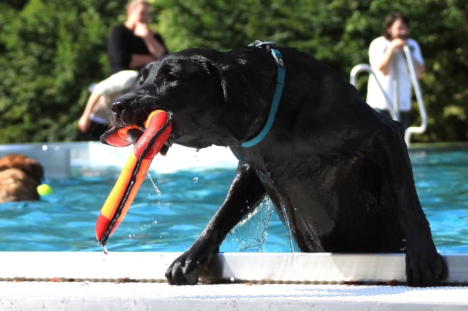 Hundebadetag Teil 6