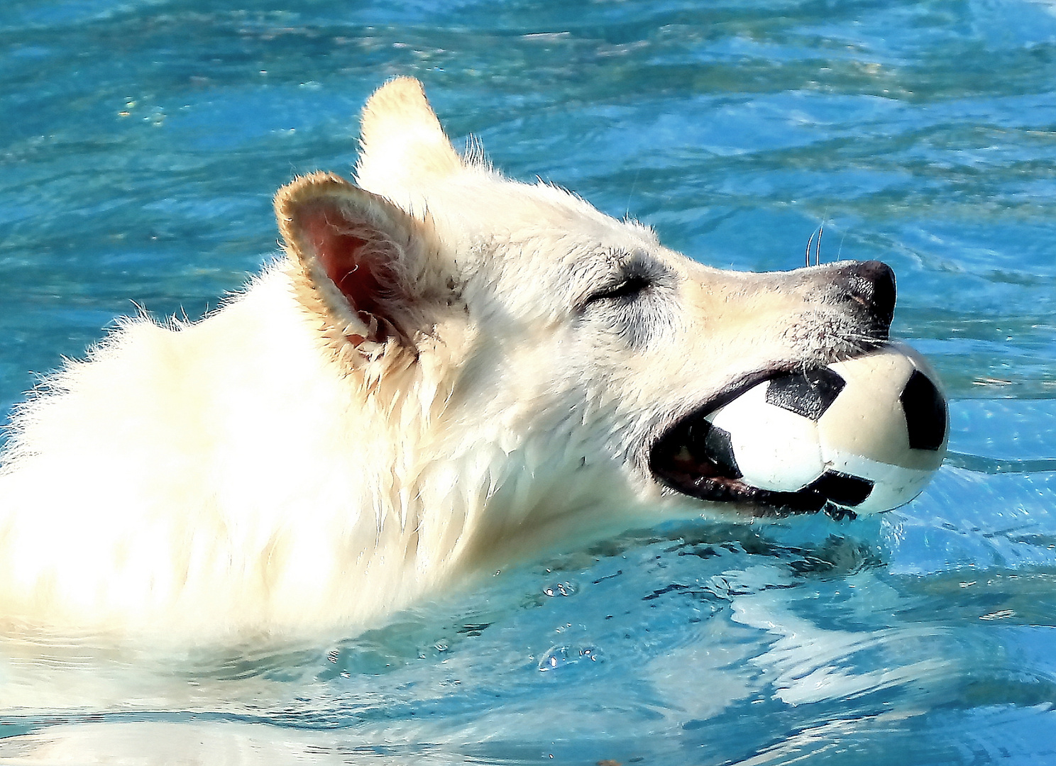 Hundebadetag Teil 7