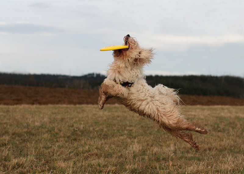 Hundeballett