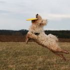 Hundeballett