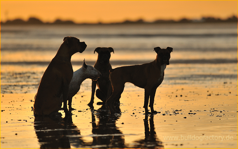 Hundebande im Sonnenuntergang