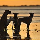 Hundebande im Sonnenuntergang