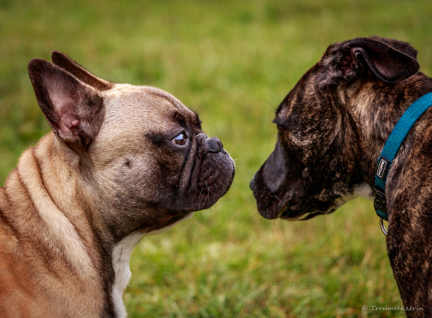 Hundebegegnung