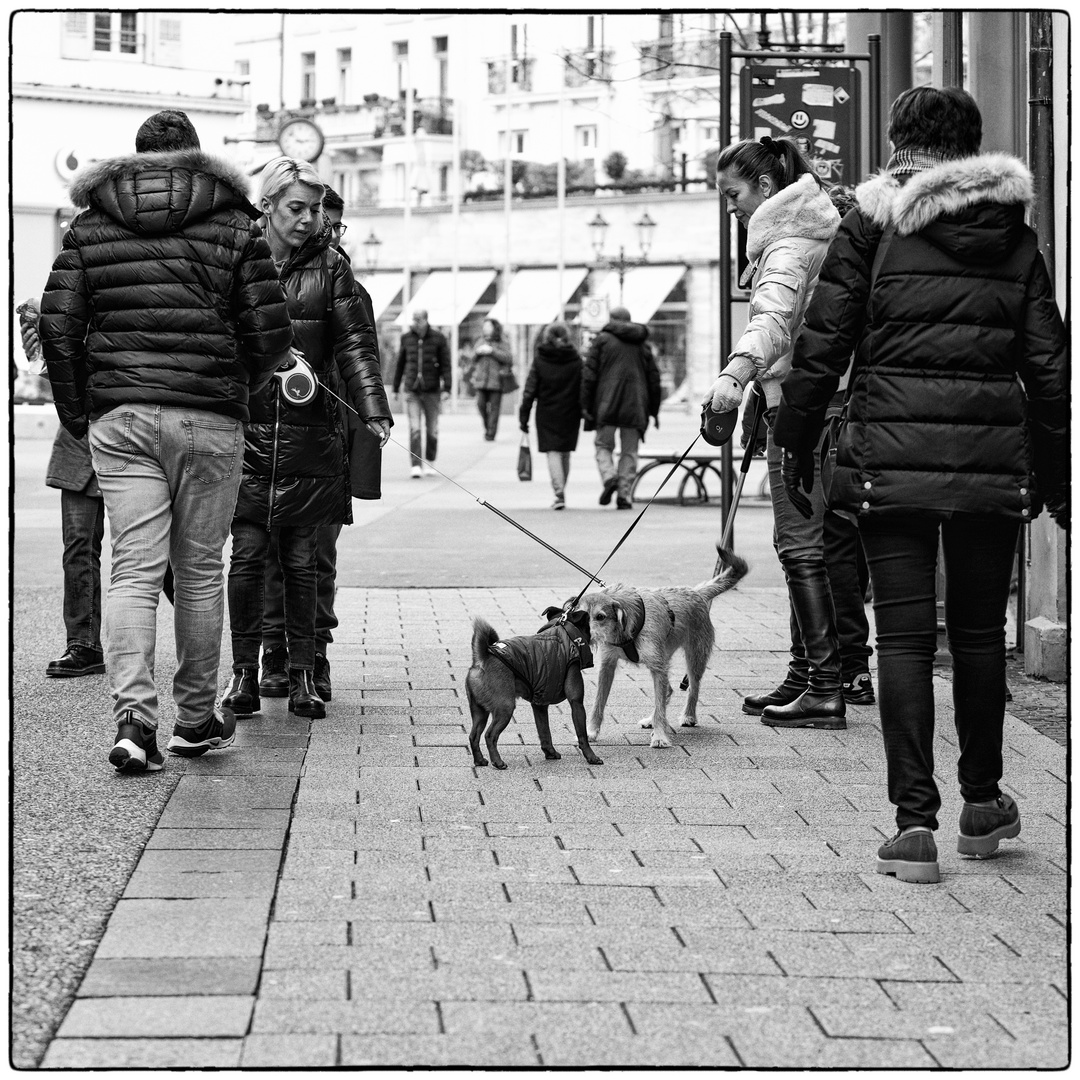 Hundebegegnung über Kreuz