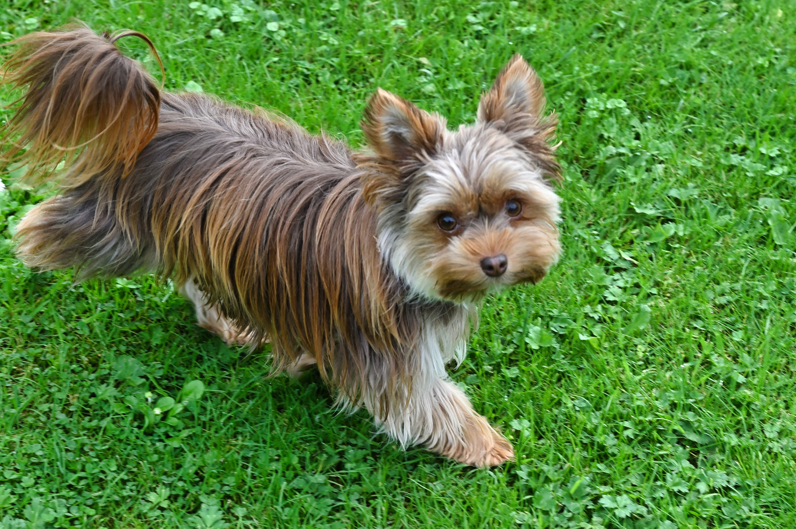 Hundebesuch im Garten... 