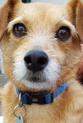 Hunde, Hundebilder, Hundefotos