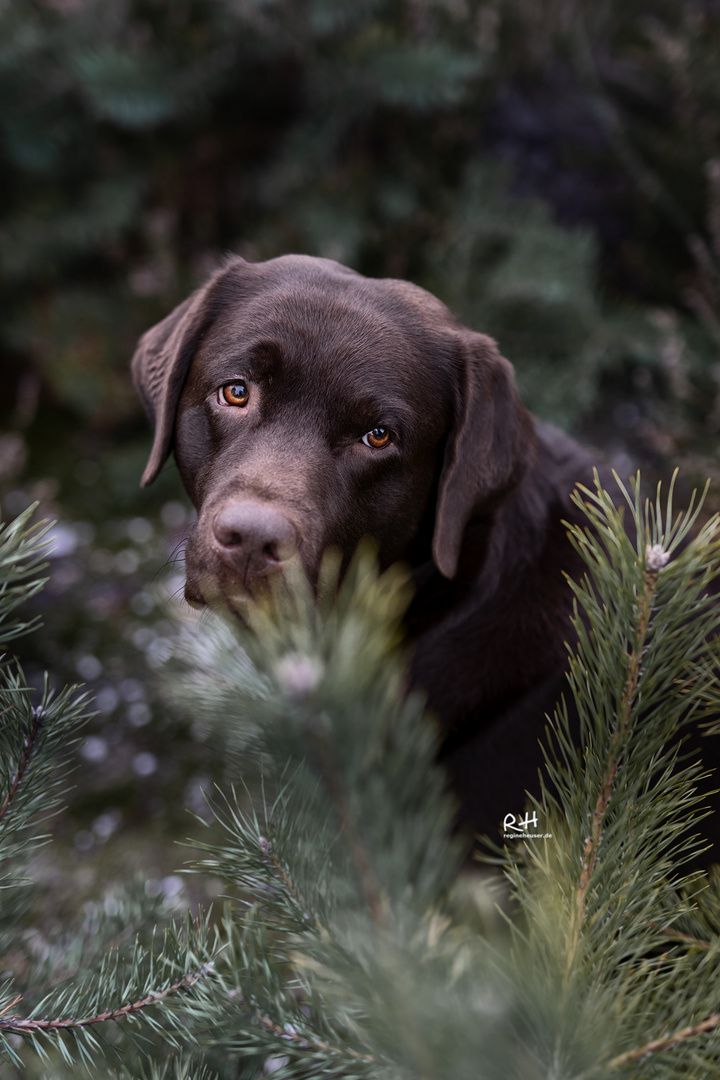 Hundeblick