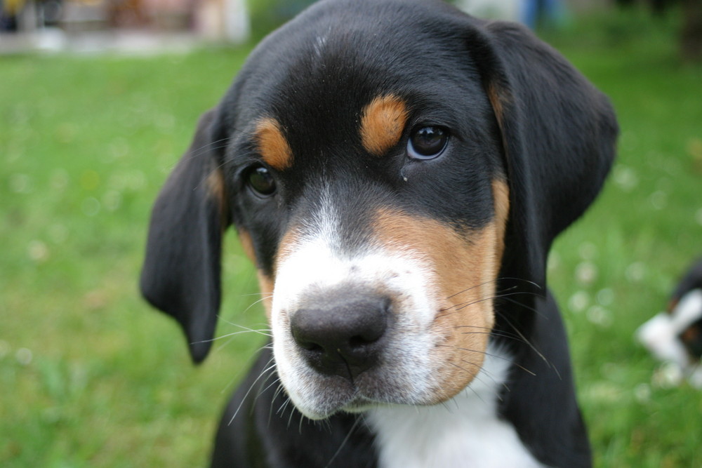 Hundeblick Foto & Bild tiere, tierkinder, natur Bilder auf