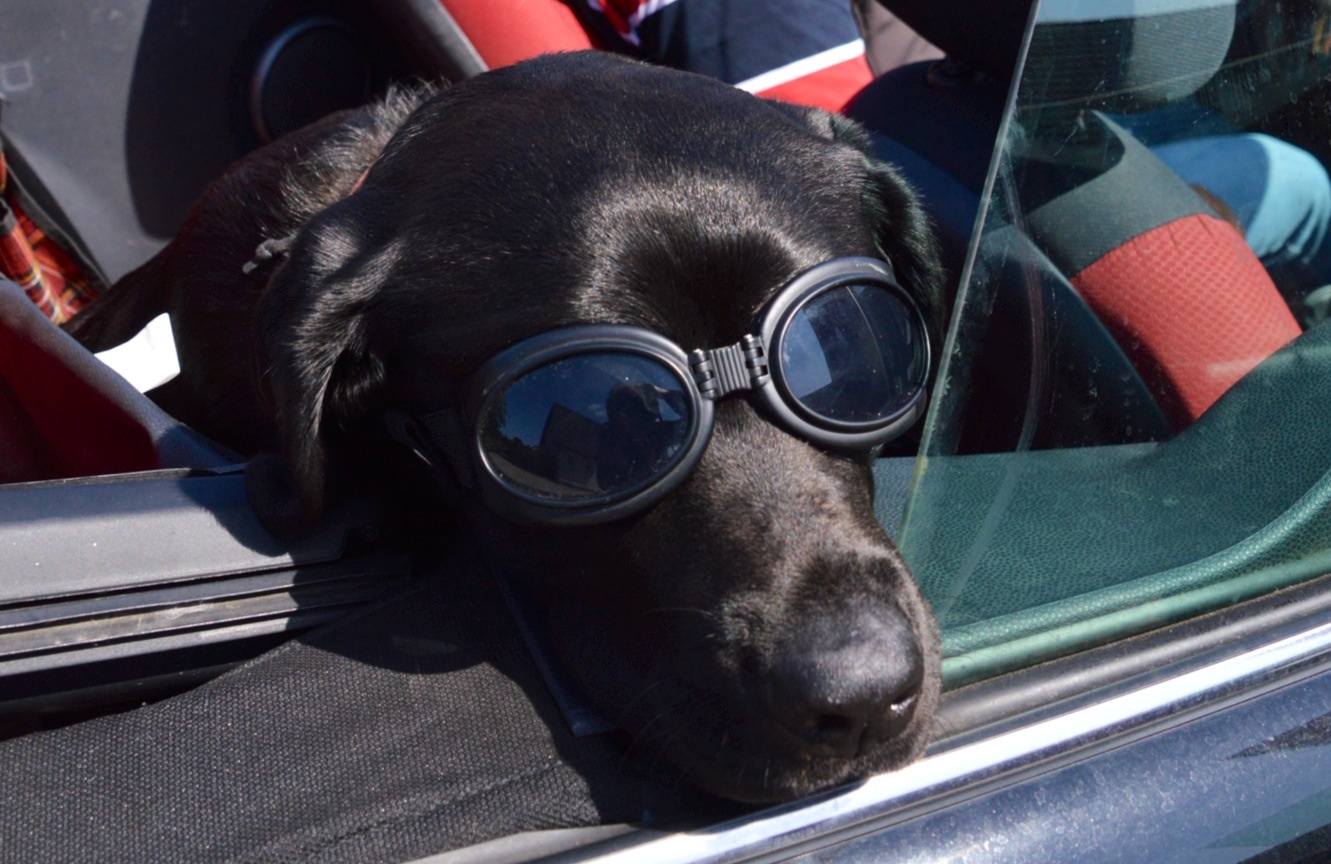 Hundeblick Cabrio fahren im Sommer Foto &amp; Bild tiere, haustiere
