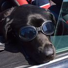 Hundeblick - Cabrio fahren im Sommer