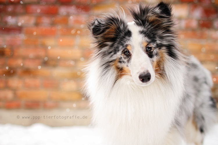 Hundeblick in der Stadt