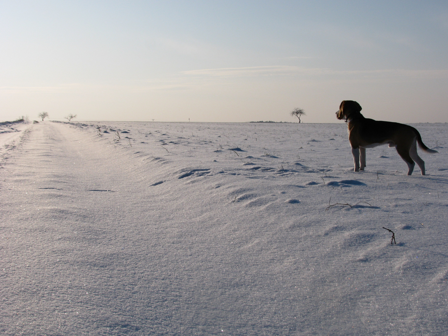 Hundeblick in die Ferne