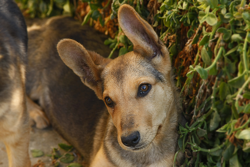 Hundeblick in Nordzypern