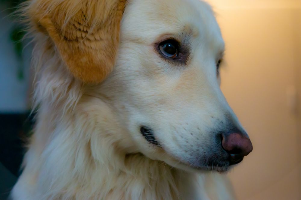 Hundeblick wer kann widerstehen? Foto & Bild hunde, hund, portrait