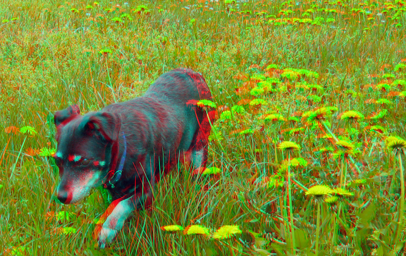 Hundeblume? (3D-Foto)