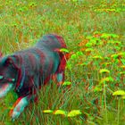 Hundeblume? (3D-Foto)