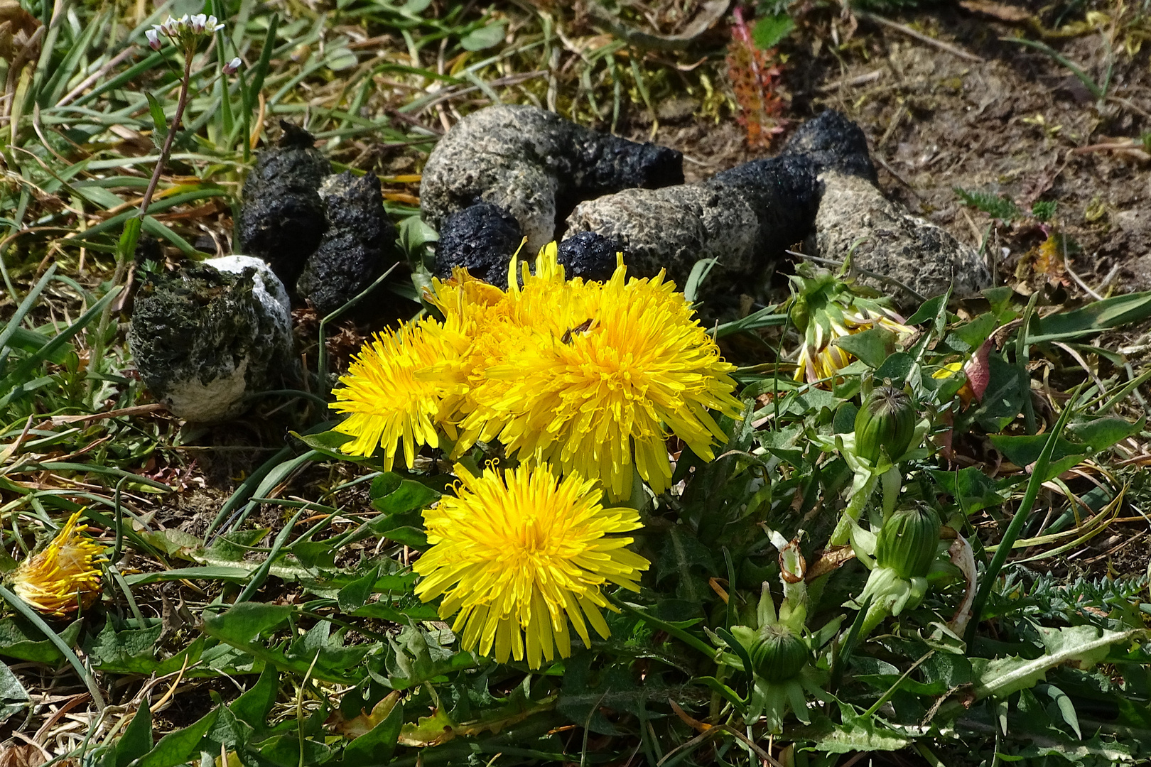 Hundeblume