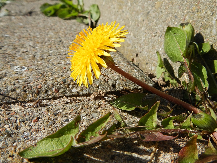 Hundeblume Foto & Bild pflanzen, pilze & flechten, blüten