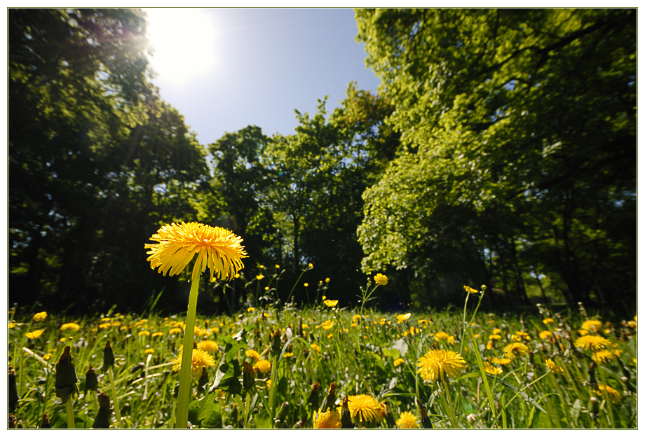 Hundeblume, L.E.-City