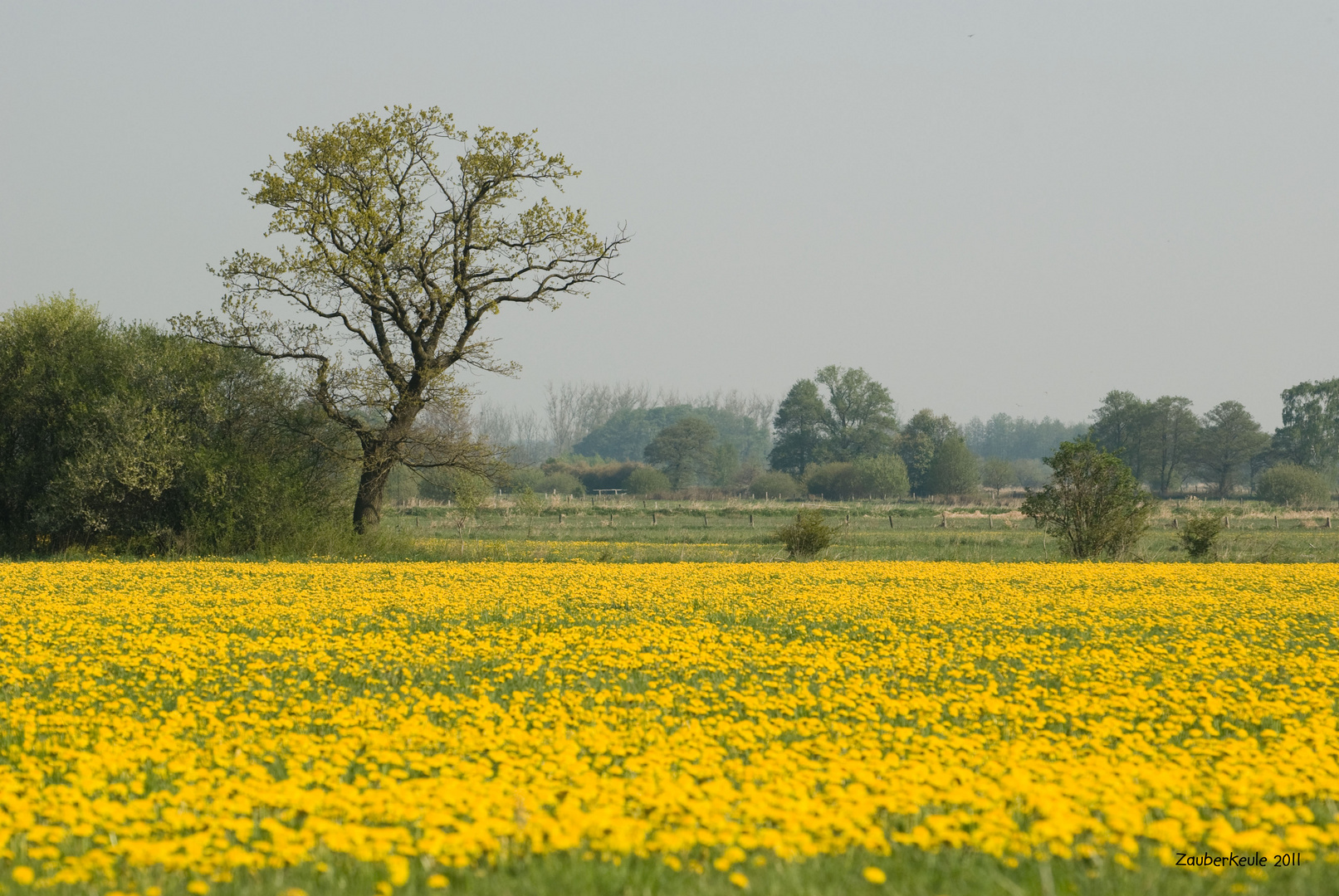 ...Hundeblumen...