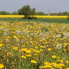 "Hundeblumen"