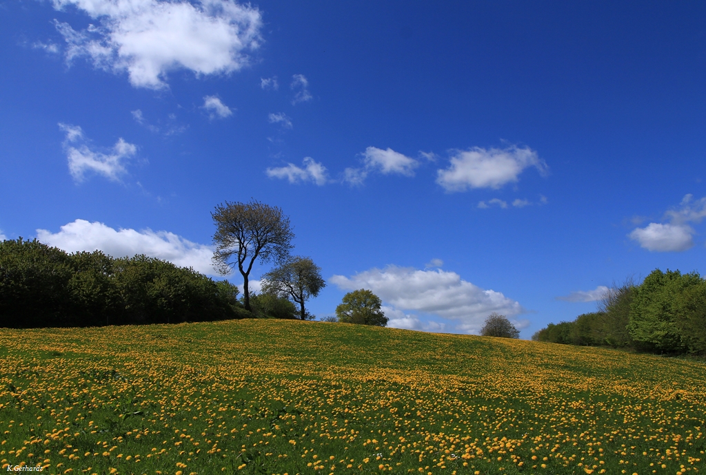 Hundeblumen