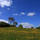 Hundeblumen