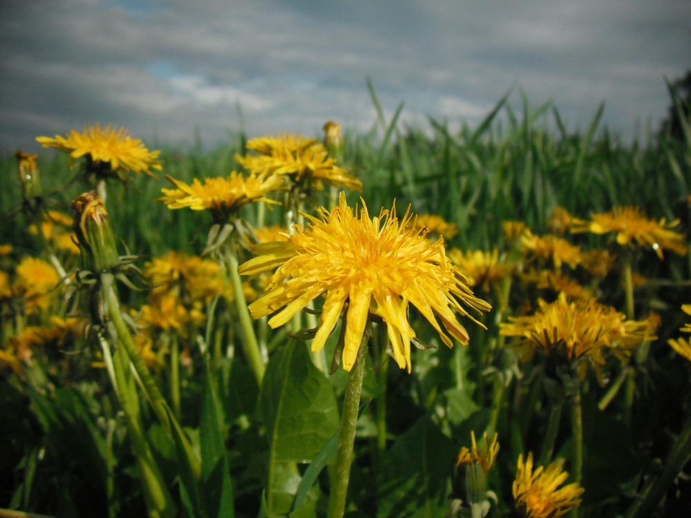 Hundeblumen