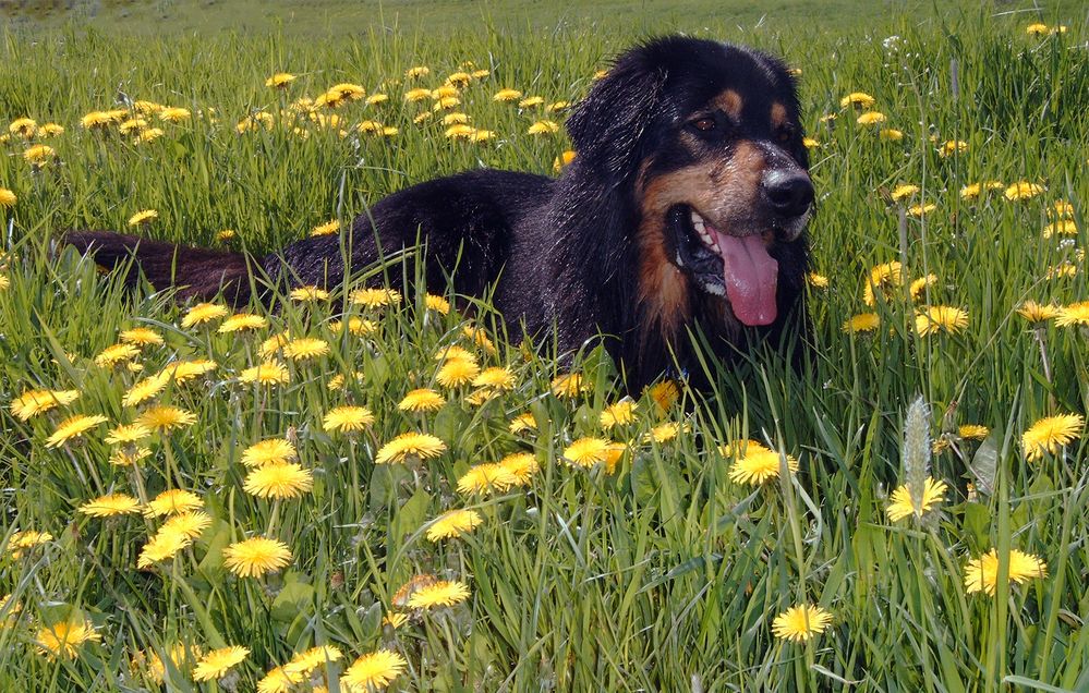 Hundeblumen