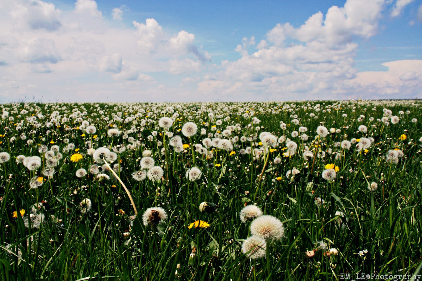 Hundeblumenmeer ... so entstehen die Wolken :)